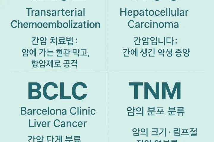 TACE, HCC, BCLC, TNM의 의미를 한눈에 설명하는 인포그래픽