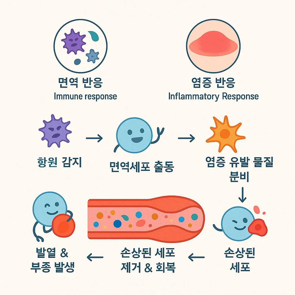 염증 반응의 단계별 진행 과정을 설명한 인포그래픽 이미지