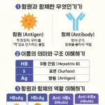 B형 간염 항원(HBsAg, HBeAg, HBcAg)과 항체(Anti-HBs, Anti-HBe)의 역할을 설명한 이미지