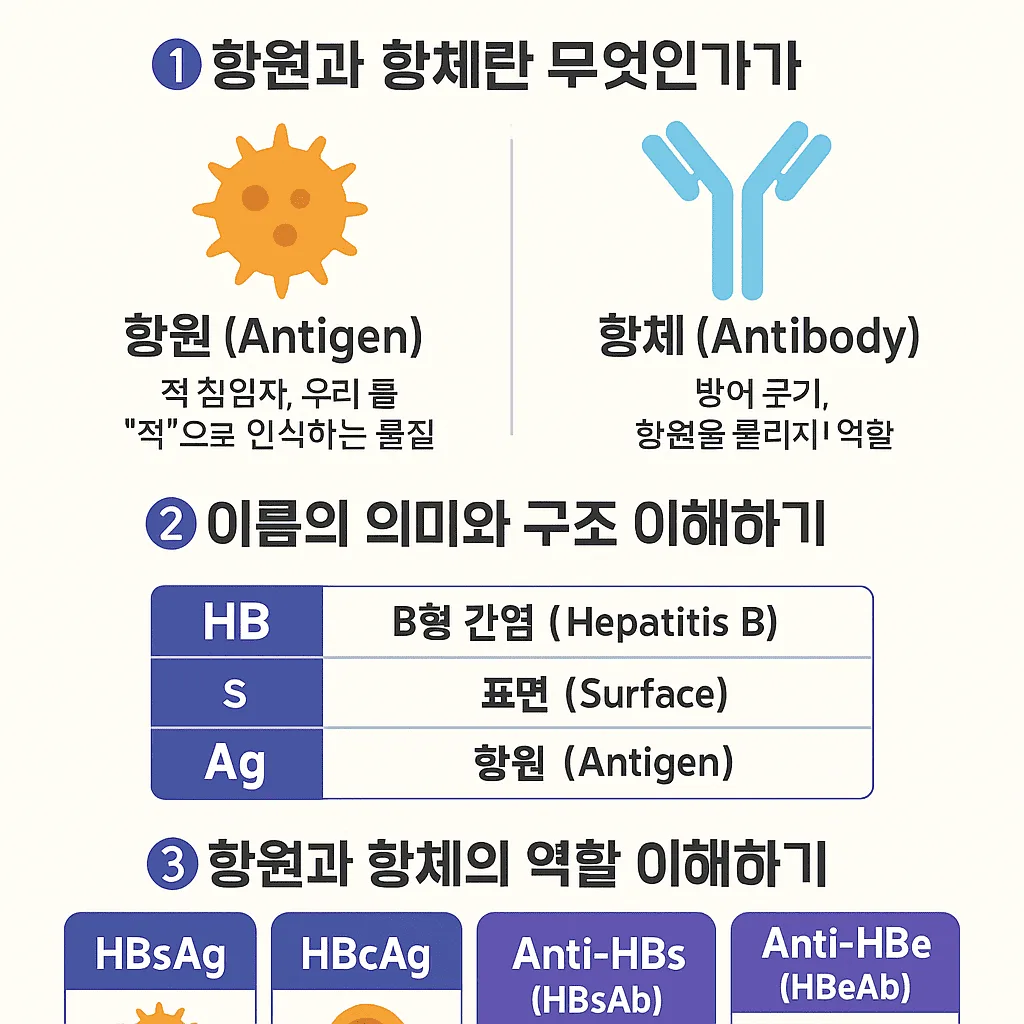 B형 간염 항원(HBsAg, HBeAg, HBcAg)과 항체(Anti-HBs, Anti-HBe)의 역할을 설명한 이미지