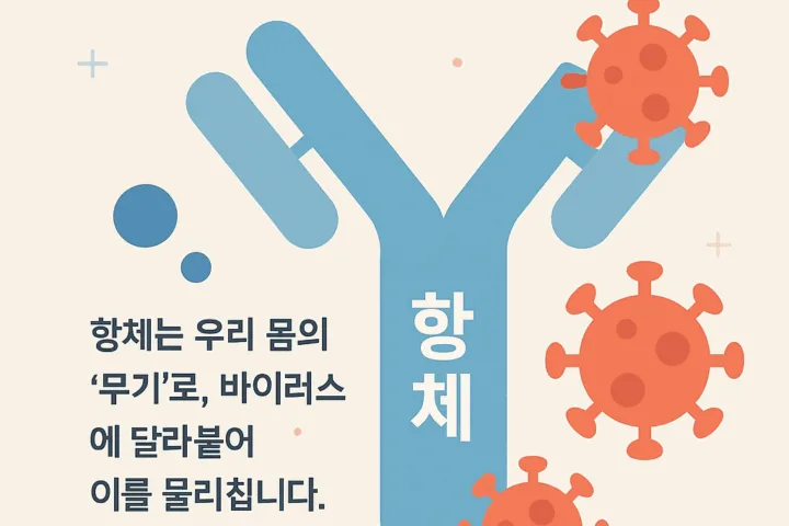 항체가 바이러스에 결합하여 무력화하는 모습을 시각적으로 설명한 이미지