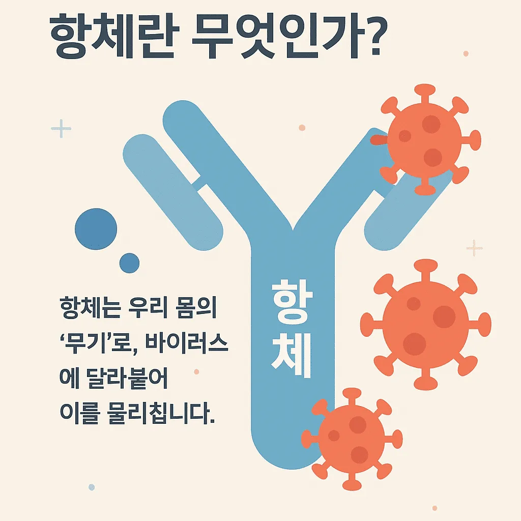 항체가 바이러스에 결합하여 무력화하는 모습을 시각적으로 설명한 이미지
